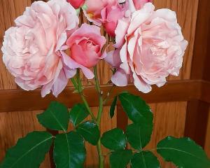 This large stem of ‘‘My Mum’’ was judged the champion of champion large rose at the national show...