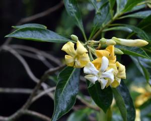 Hymenosporum flavum flowers at the Dunedin Botanic Garden. PHOTO: PETER MCINTOSH