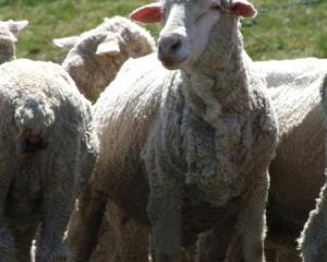 New Zealand Merino wants to improve sheep farmers' viability through slick marketing of merino...