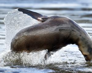 I did not have to stay long for a sea lion to perform for the camera at Hoopers Inlet.