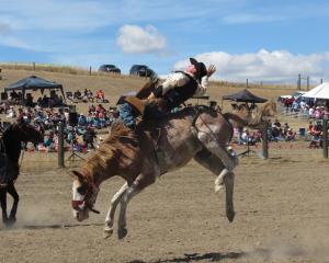 Stuart de Ridder, of Hawarden, competes in the open bareback category at the Maniototo Rodeo...