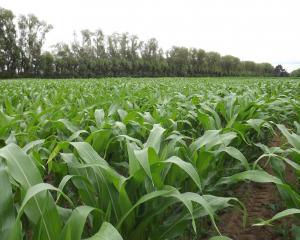 Maize crops have much lower greenhouse gas emissions than imported palm kernel expeller. PHOTOS: FAR