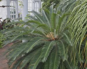Cycas taiwaniana is on show in the winter garden glasshouse. PHOTO: GERARD O’BRIEN