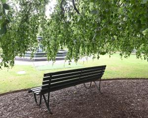 A weeping beech, Fagus sylvatica Pendula, provides a shady place to sit relax on a hot day at the...