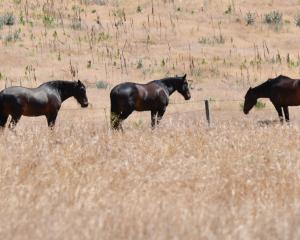 Horses gather in a dried-off paddock near Cromwell earlier this summer. PHOTO: STEPHEN JAQUIERY