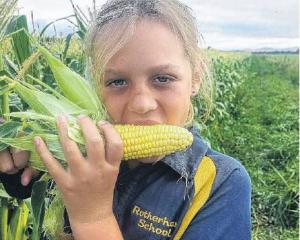 Lotte Thomas, 10, enjoys a cob of corn. PHOTO: SUPPLIED