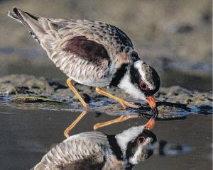 The photo of a banded dotterel/pohowera, taken by Don Parish, took out the open section of the...