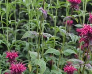 Monarda "Raspberry Wine" can be found in the herb garden or  herbaceous  borders at the Dunedin...