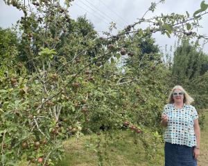 Waitati Open Orchard member Hilary Rowley munches on an apple picked from a communal apple tree...