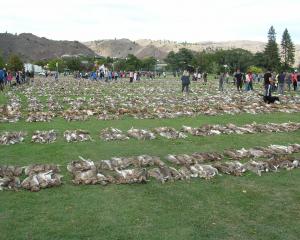 Rabbit carcasses are lined up in Pioneer Park after the Great Easter Bunny Hunt in 2010. PHOTO:...