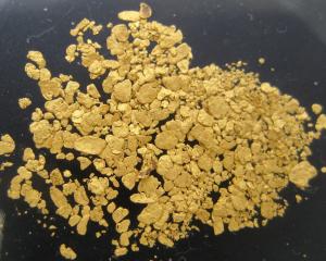 Record high gold prices have prompted hobby prospectors to dust off spades and pans and head to...