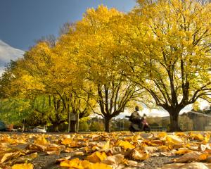 A scooter is ridden through dry autumn leaves at the Gardens corner, in Dunedin yesterday. While...