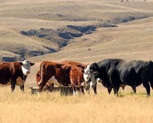 A purple patch is expected for farm-gate meat prices once the Omicron outbreak eases. PHOTO:...