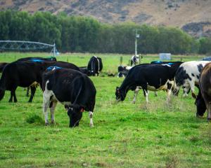 Cows graze on a Duntroon farm which would have been restricted by zone changes in the new...