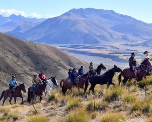 Riders on the Galloway to Twizel leg of a horse trek through the South Island head for the...