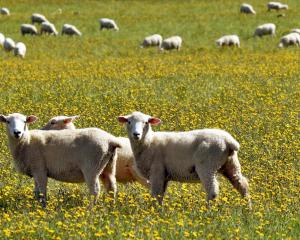 Demand for lamb and mutton is remaining weaker than expected, affecting farm profitability. PHOTO...