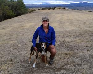 Maniototo shepherd Maddi Palmer and her dog Spade won the local maiden in the long head at the...