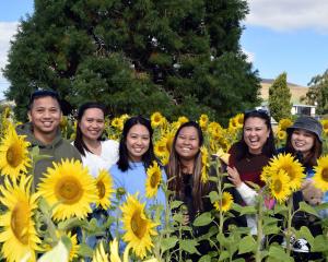 Posing in a sunflower crop in Clinton are (from left) Francis Layug, Girlie Ellaso, Annika Vego,...