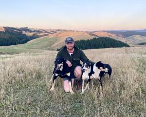 Lawrence stock manager Logan Bain is "pretty stoked" to have his three dogs already qualified to...