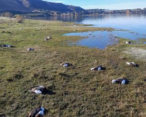Dead paradise shelducks litter the shoreline at Dublin Bay yesterday. Photo: Otago Fish &amp; Game
