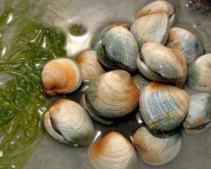 Freshly dug clams at Aramoana. Photo: Stephen Jaquiery