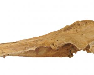 University of Otago researchers have officially named this dolphin fossil, found in the...