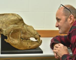 Tūhura Otago Museum’s Gerard O’Regan with a European cave bear skull that entered the museum’s...