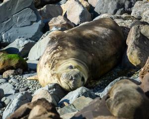 A juvenile elephant seal once again relaxes on the rocky shore of the Oamaru Blue Penguin Colony...