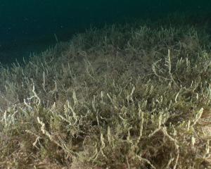 Scientists are studying deep-water bryophytes in Otago’s alpine lakes. PHOTOS: NIWA