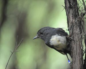 A robin at Orokonui Ecosanctuary. Photo: Peter McIntosh