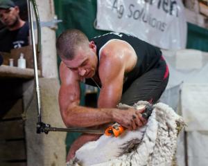 Ettrick-born shearer Luke Vernon works rapidly, on his way to breaking the world record for...