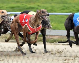 Greyhounds chase the lure. PHOTO: PETER MCINTOSH