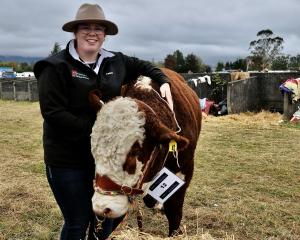 Elizabeth Cooper, aged 13, of Oxford, with her family’s Hereford yearling bull, Rider, which won...