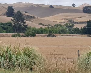 The hills north of Cheviot are showing the effects of a dry summer. Photo: Robyn Bristow