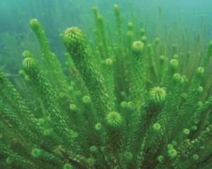 Land Information New Zealand has spent millions clearing lagarosiphon from Lake Wānaka. PHOTO:...