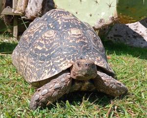 The male leopard tortoise was stolen in March. Photo: NZ Police