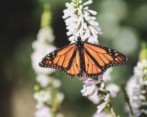 New Zealand monarch butterflies have adapted to island life. PHOTO: ALLIED PRESS ARCHIVES