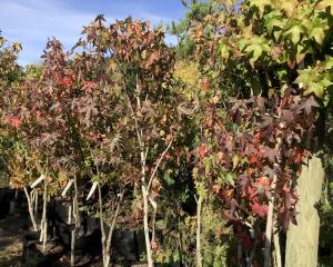 Allanton nursery Trees of the World is holding a sale on trees from this weekend. PHOTO: SUPPLIED