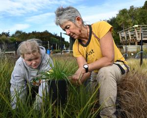 Clearing weeds from juvenile cabbage trees at Te Kākano’s nursery on Tuesday are volunteer Tom...