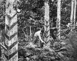Tapping rubber trees for their useful sap, Western Samoa. — Otago Witness, 1.4.1924