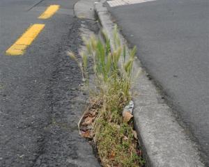 Weeds on Union St.