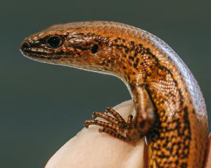 An awakōpaka skink, which has been moved to Auckland Zoo. PHOTO: SUPPLIED