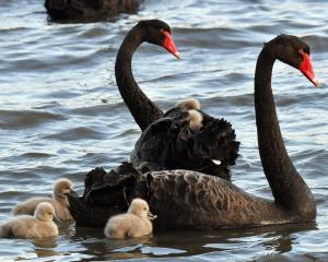 Large numbers of black swans are creating a pollution issue in Tomahawk Lagoon a Cawthron...