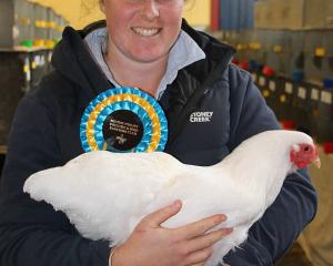 A champion large white Wyandotte — an egg and meat breed — held by Emma Holland, of Geraldine.