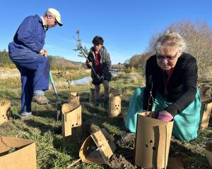Working hard to help each other plant trees at the Waikaka Way Walkway in Hamilton Park are, from...
