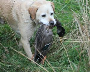 Dogs are an important part of the team during duck-shooting season and need to be looked after...