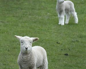 This spring’s national lamb crop is forecast to be 22.8 million head, 0.9% higher than in 2020,...