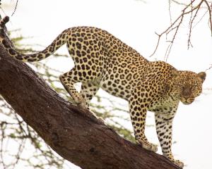 A leopard comes down from a tree in Samburu National Reserve, Kenya. PHOTO: CORBIS VIA GETTY IMAGES