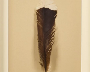 The feather was auctioned at Webb's Auction House in Auckland, 116 years after the last confirmed...