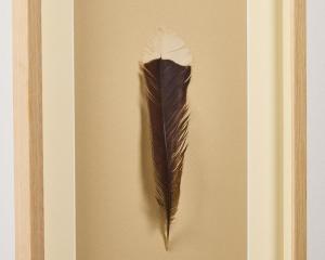 The huia feather that sold for $46,521. Photo: Webb's Auction House